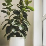 indoor air quality