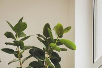 indoor air quality