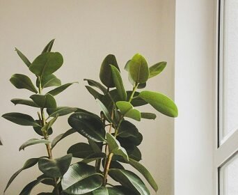 indoor air quality