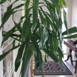 Indoor Plants