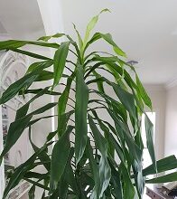 Indoor Plants