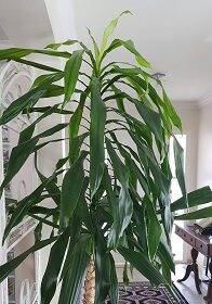 Indoor Plants