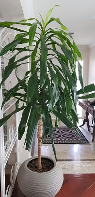 Indoor Plants